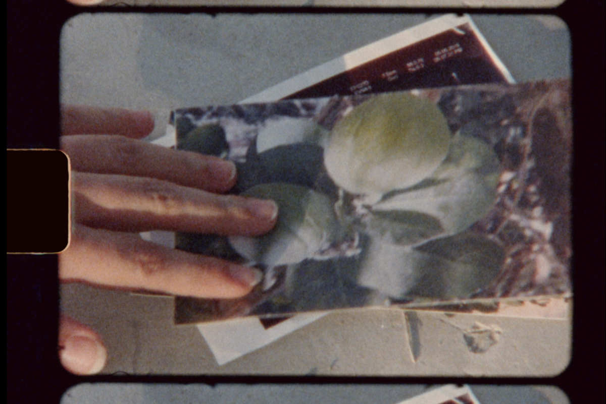 A hand is holding an image of a fruit. The fruit is from a tree called Calotropis procera or otherwise known as Apple of Sodom.