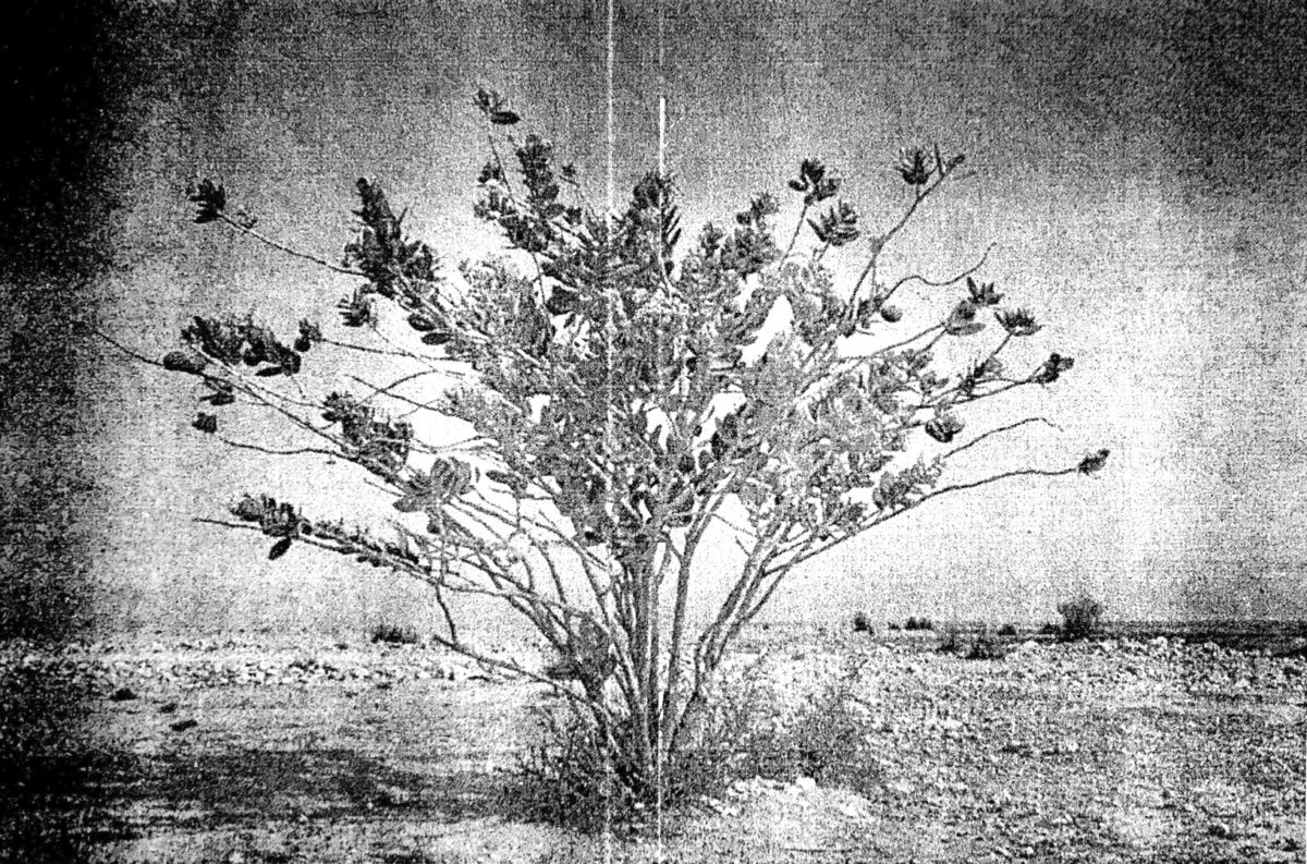 A black and white image of Calotropis procera, otherwise known as Apple of Sodom near the Site of Lot’s wife in Palestine.